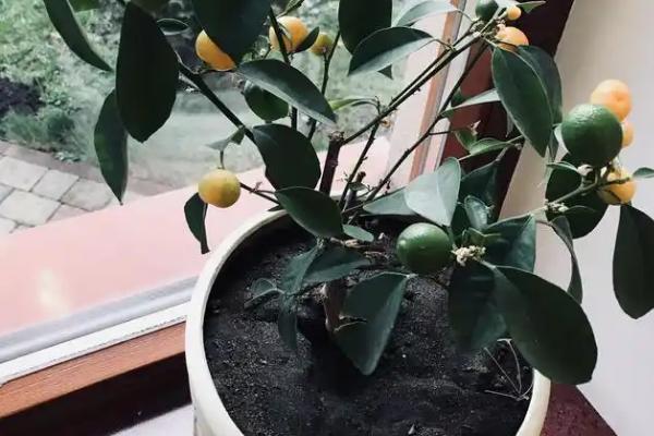 桔子树冬天落叶了还能不能发芽，还能发芽