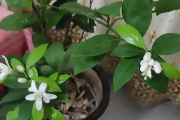 桔子树冬天落叶了还能不能发芽，还能发芽
