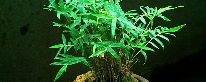 怎么养米竹，喜欢在酸性的土质中生长