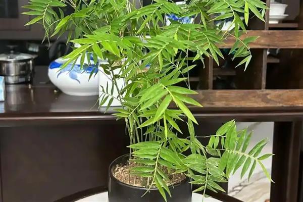 怎么养米竹，喜欢在酸性的土质中生长