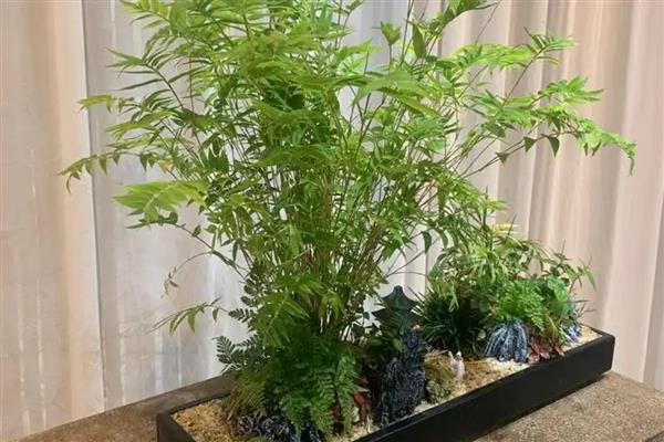 怎么养米竹，喜欢在酸性的土质中生长