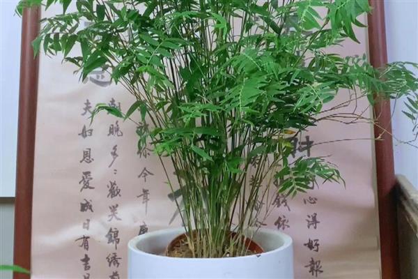 怎么养米竹，喜欢在酸性的土质中生长