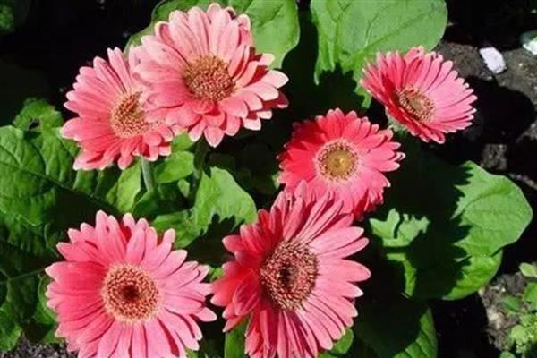 扶郎花如何养护，喜欢疏松肥沃的土壤