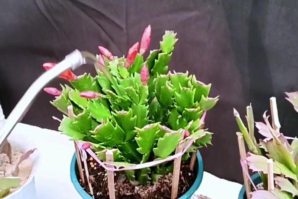 蟹爪兰刚开花就萎蔫怎么办，每隔15-20天施加一次稀释的氮肥
