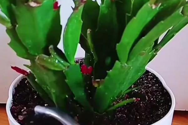 蟹爪兰刚开花就萎蔫怎么办，每隔15-20天施加一次稀释的氮肥