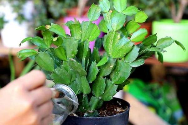 蟹爪兰刚开花就萎蔫怎么办，每隔15-20天施加一次稀释的氮肥