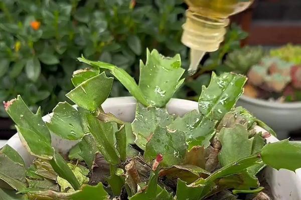 蟹爪兰刚开花就萎蔫怎么办，每隔15-20天施加一次稀释的氮肥