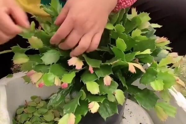 蟹爪兰刚开花就萎蔫怎么办，每隔15-20天施加一次稀释的氮肥