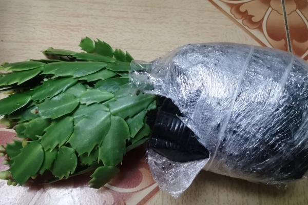 蟹爪兰刚开花就萎蔫怎么办，每隔15-20天施加一次稀释的氮肥