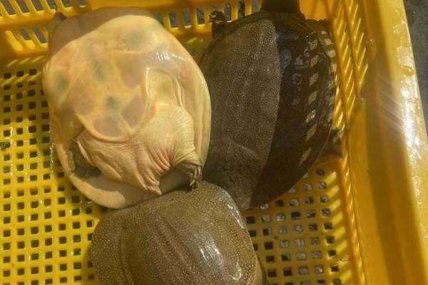 水产的增氧方法，以化学增氧、机械增氧、生物增氧为主