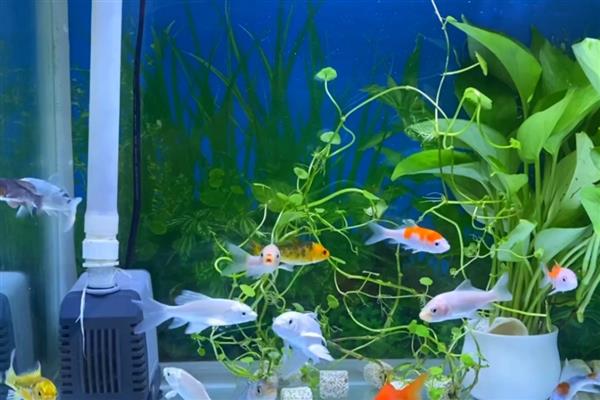 鱼缸有过滤器还要氧气泵吗，如果养殖密度大则需要