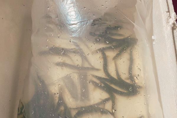 水产的增氧方法，以化学增氧、机械增氧、生物增氧为主