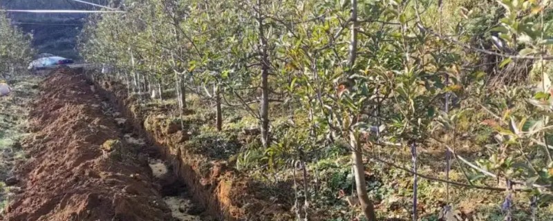 果树秋施基肥有什么好处，可让树体贮藏营养有利于翌年生长