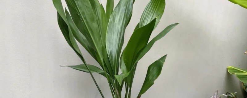 什么植物喜水耐寒，常见一叶兰、龟背竹等品种