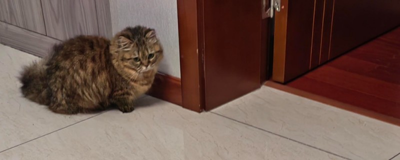 引发猫咪中毒或疾病的食物，包括葱、蒜、巧克力等