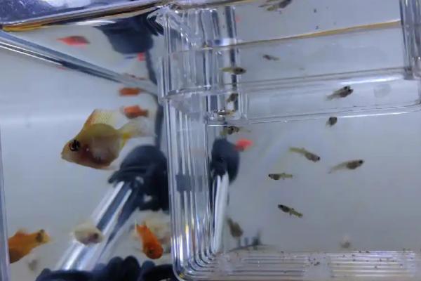 孔雀鱼产仔有什么前兆，具有胎斑变明显、食欲减弱等表现