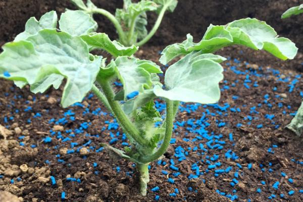 种植西瓜底肥需要埋多深，以15-20cm为宜