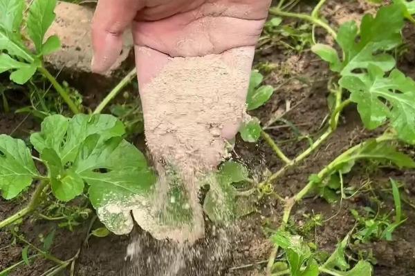 种植西瓜底肥需要埋多深，以15-20cm为宜