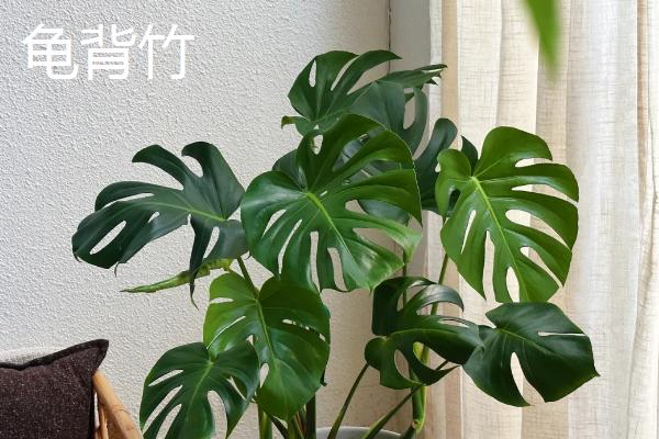 什么植物喜水耐寒，常见一叶兰、龟背竹等品种