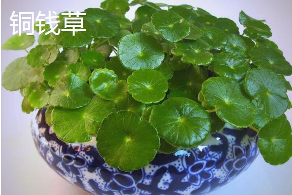什么植物喜水耐寒，常见一叶兰、龟背竹等品种