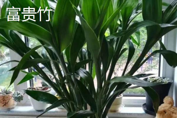 什么植物喜水耐寒，常见一叶兰、龟背竹等品种