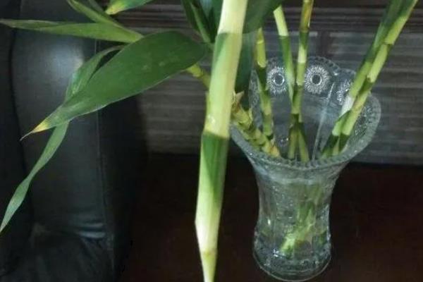水培富贵竹生根前的注意事项，水位不要太高