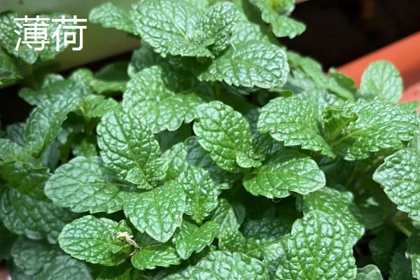 什么植物喜水耐寒，常见一叶兰、龟背竹等品种