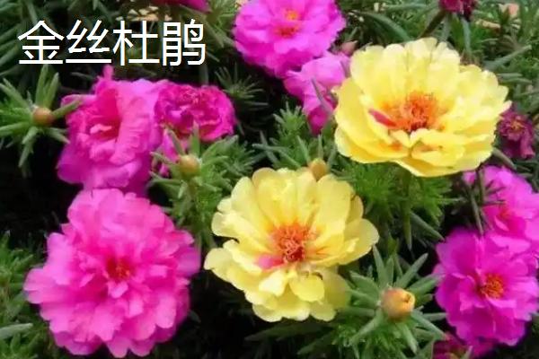 什么植物喜水耐寒，常见一叶兰、龟背竹等品种