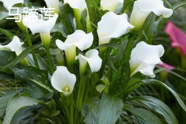 什么植物喜水耐寒，常见一叶兰、龟背竹等品种