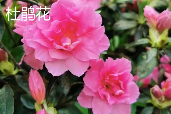 什么植物喜水耐寒，常见一叶兰、龟背竹等品种
