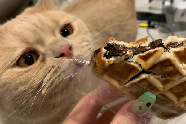 引发猫咪中毒或疾病的食物，包括葱、蒜、巧克力等