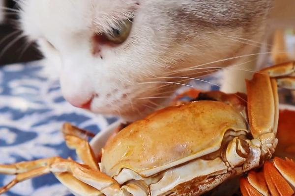 引发猫咪中毒或疾病的食物，包括葱、蒜、巧克力等