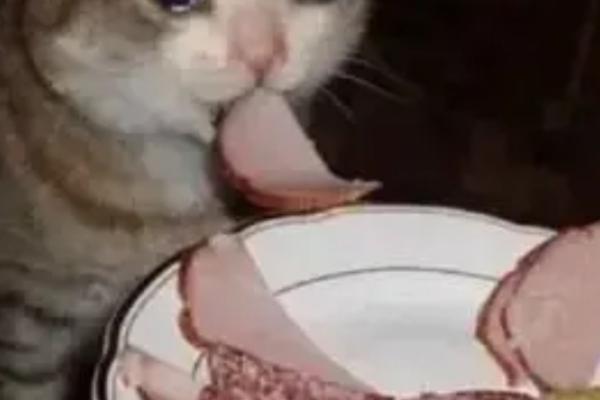 引发猫咪中毒或疾病的食物，包括葱、蒜、巧克力等