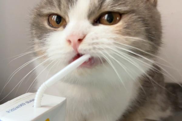 引发猫咪中毒或疾病的食物，包括葱、蒜、巧克力等