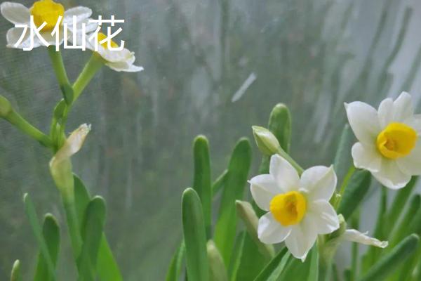 什么植物喜水耐寒，常见一叶兰、龟背竹等品种