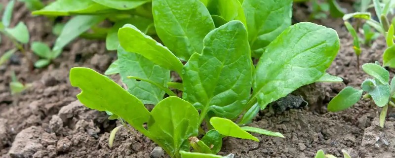 菠菜的生长适温，以15-20℃为宜