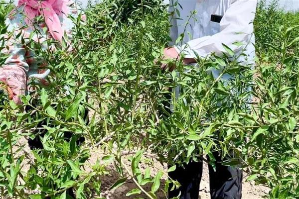 枸杞怎么养殖，生长期提供充足的水分