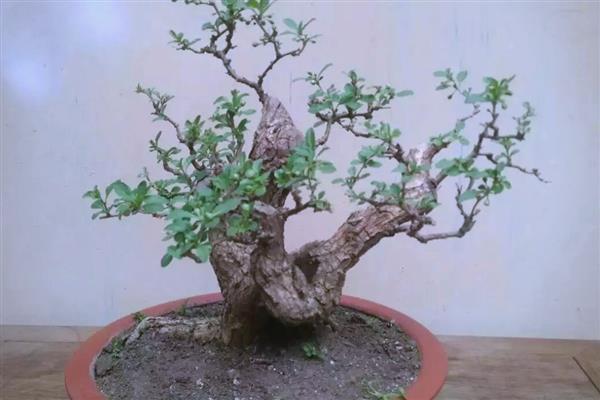 枸杞怎么养殖，生长期提供充足的水分