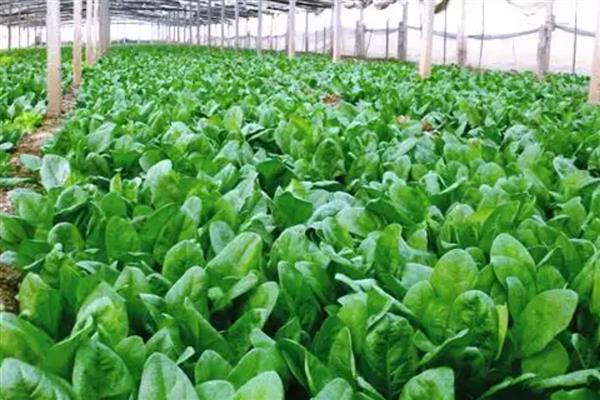 菠菜的生长适温，以15-20℃为宜
