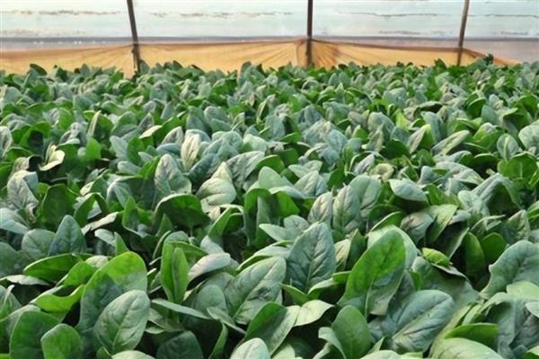 菠菜的生长适温，以15-20℃为宜