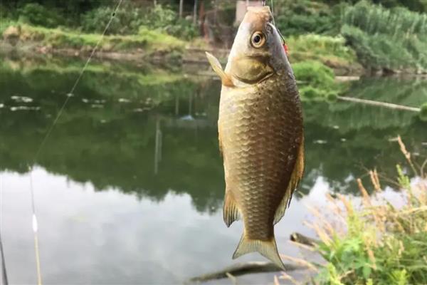 夏季钓鱼用几米的鱼竿，因钓法、鱼种、天气等条件而异