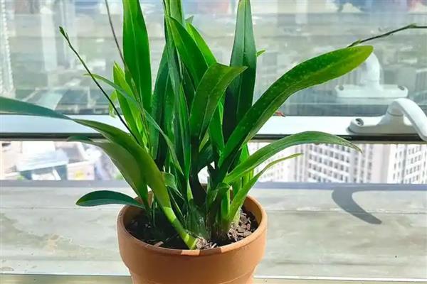 文心兰花苞发黄掉落的原因，可能是环境不适所致