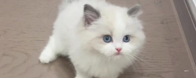 猫咪吃栗子吐了如何解决，消化不良时需禁食禁水然后饲喂活性益生菌