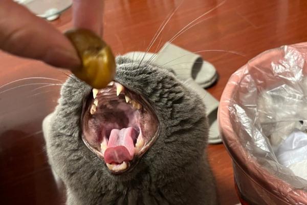 猫咪吃栗子吐了如何解决，消化不良时需禁食禁水然后饲喂活性益生菌
