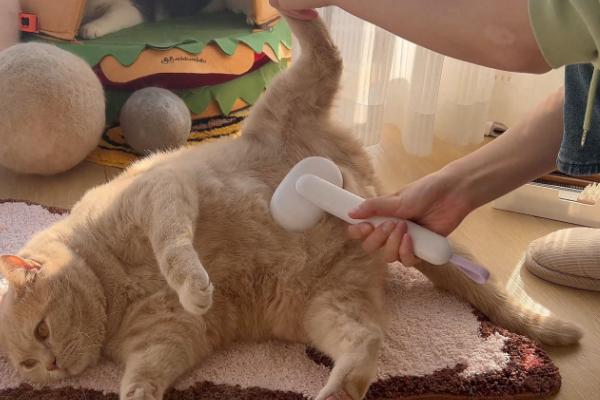 猫咪吃栗子吐了如何解决，消化不良时需禁食禁水然后饲喂活性益生菌