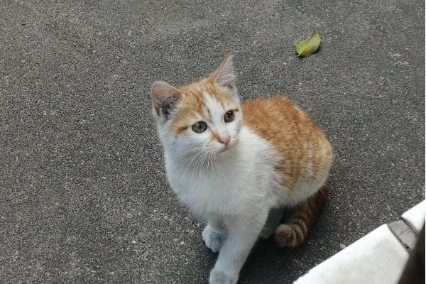 猫咪吃栗子吐了如何解决，消化不良时需禁食禁水然后饲喂活性益生菌