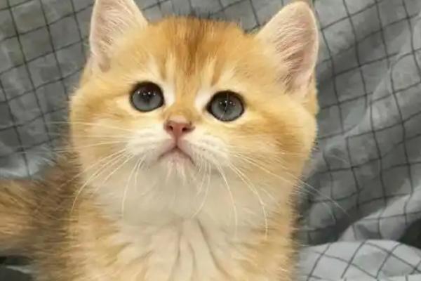 猫咪吃栗子吐了如何解决，消化不良时需禁食禁水然后饲喂活性益生菌