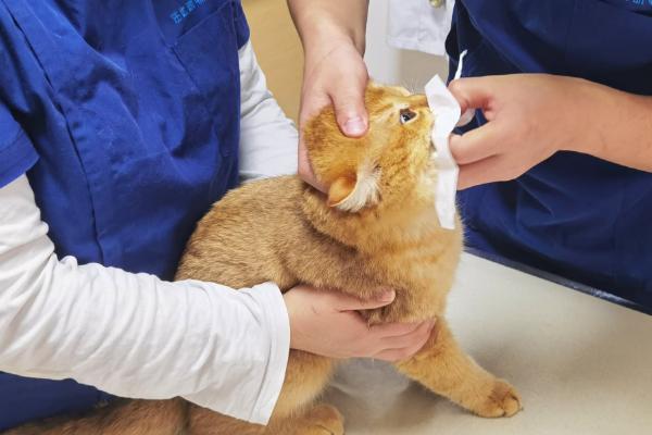 猫咪吃栗子吐了如何解决，消化不良时需禁食禁水然后饲喂活性益生菌