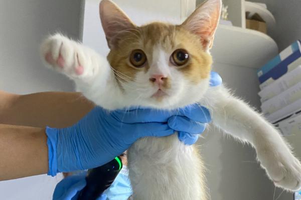 猫咪吃栗子吐了如何解决，消化不良时需禁食禁水然后饲喂活性益生菌