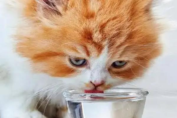 猫咪吃栗子吐了如何解决，消化不良时需禁食禁水然后饲喂活性益生菌